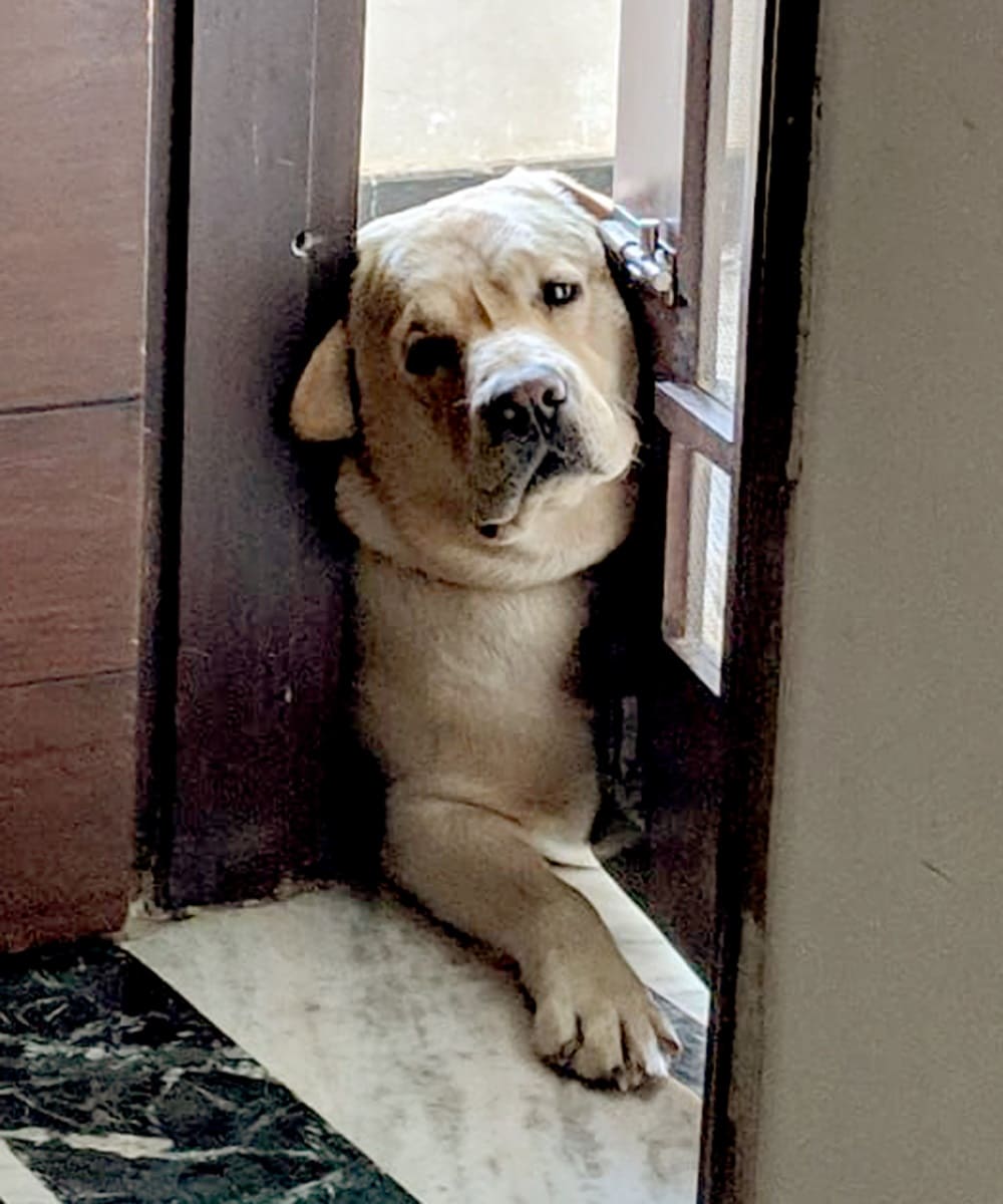 Max sitting in the door