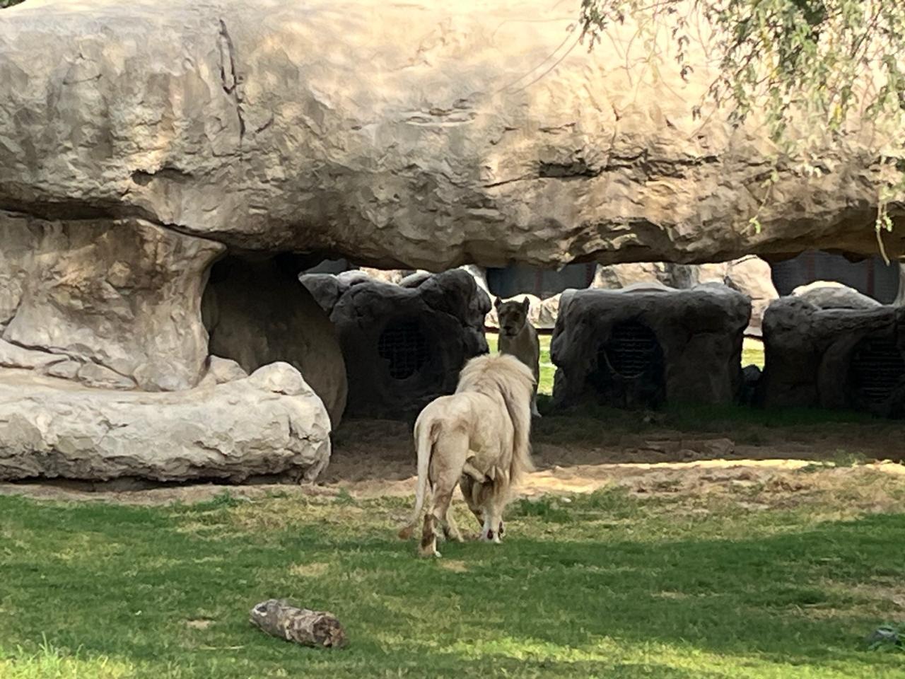 Dubai Safari Park Lion, 29-Dec-2024